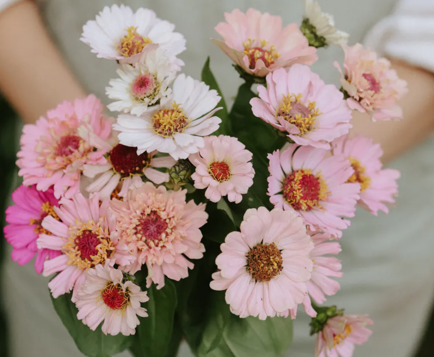 Zinnia 'Cresto Peach'