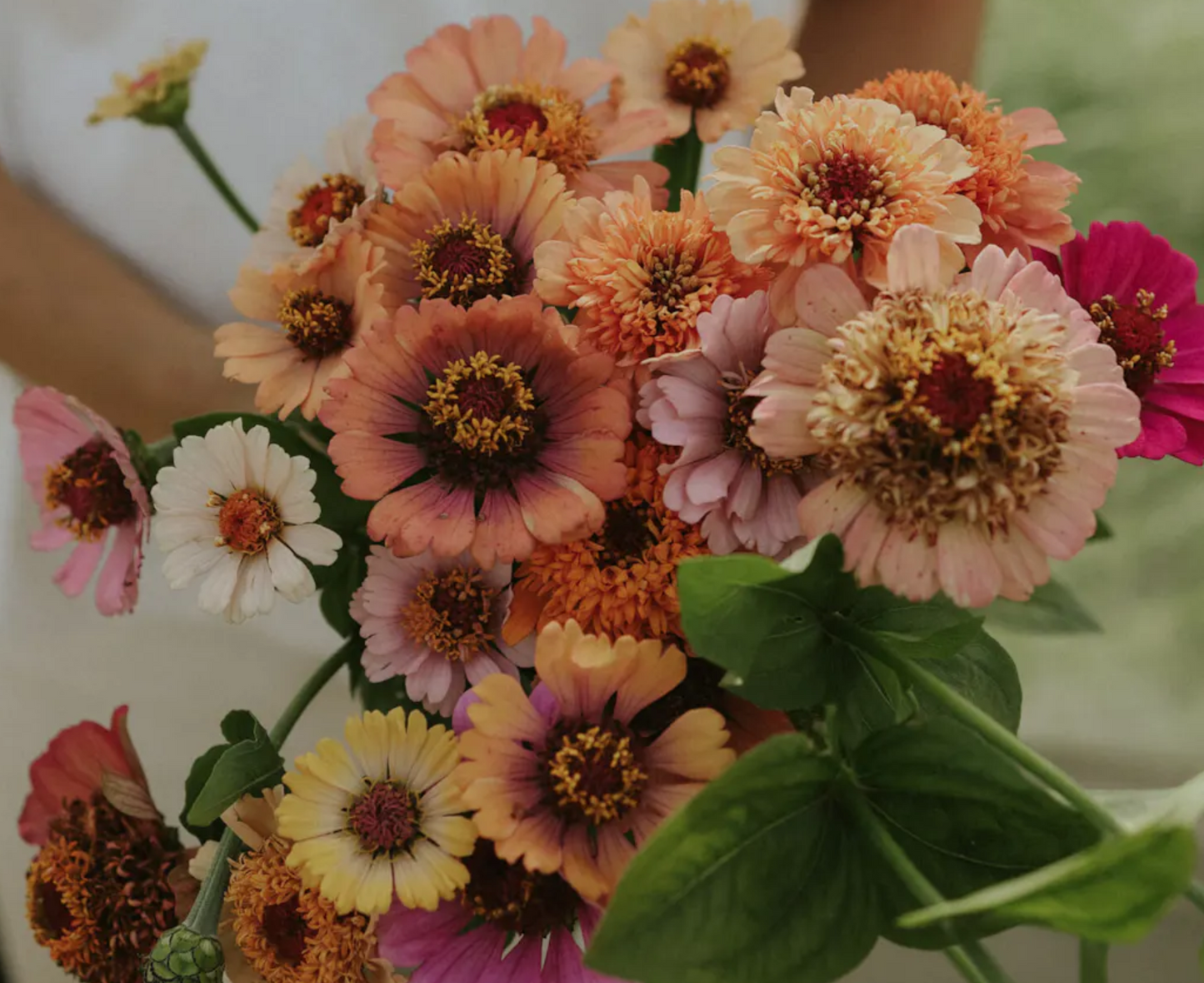 Zinnia 'Cresto Peach'