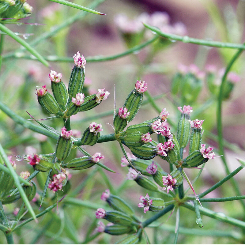 Herb 'Cumin'