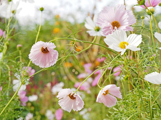 Cosmos 'Cupcakes Mix'