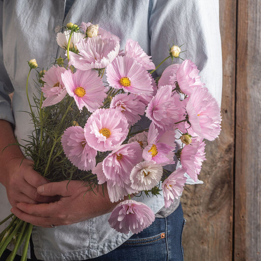 Cosmos 'Cupcakes Blush'