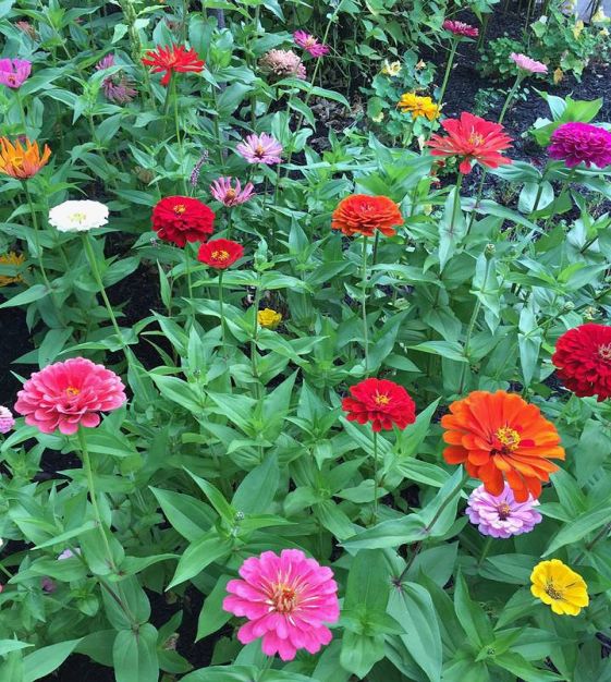 Bloomtastic - Zinnia Lovers Flower Seed Collection