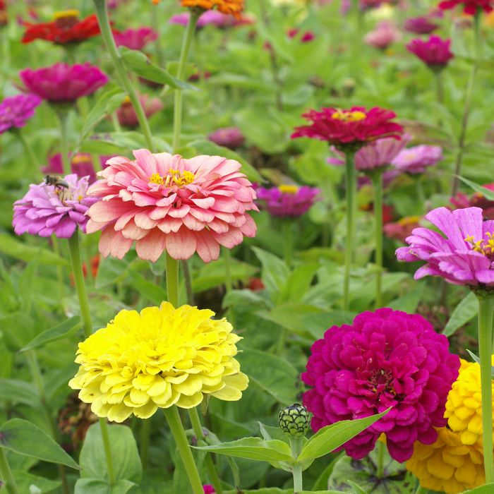 Petal Pizzazz - Easy Peasy Flower Seed Collection