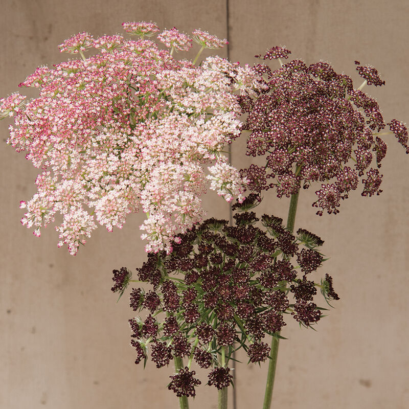 Dara 'Queen Anne's Lace'