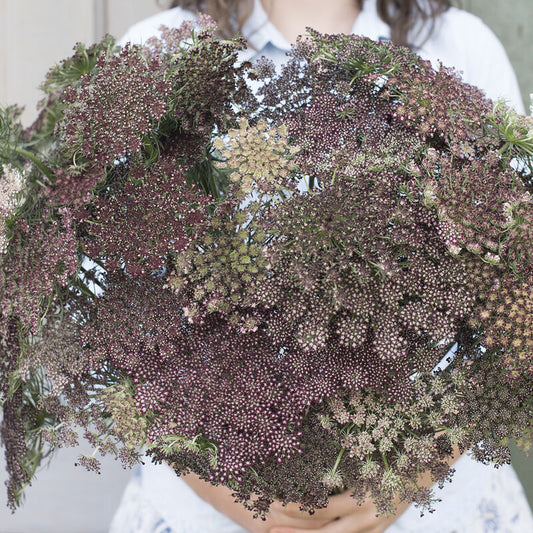 Dara 'Queen Anne's Lace'