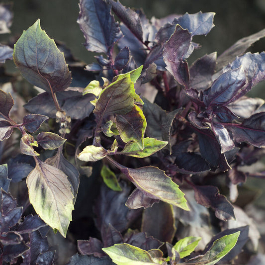 Basil 'Dark Opal'