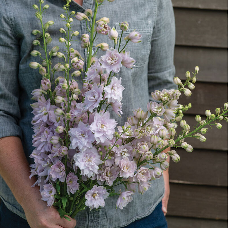 Delphinium 'Magic Fountains Cherry Blossom'