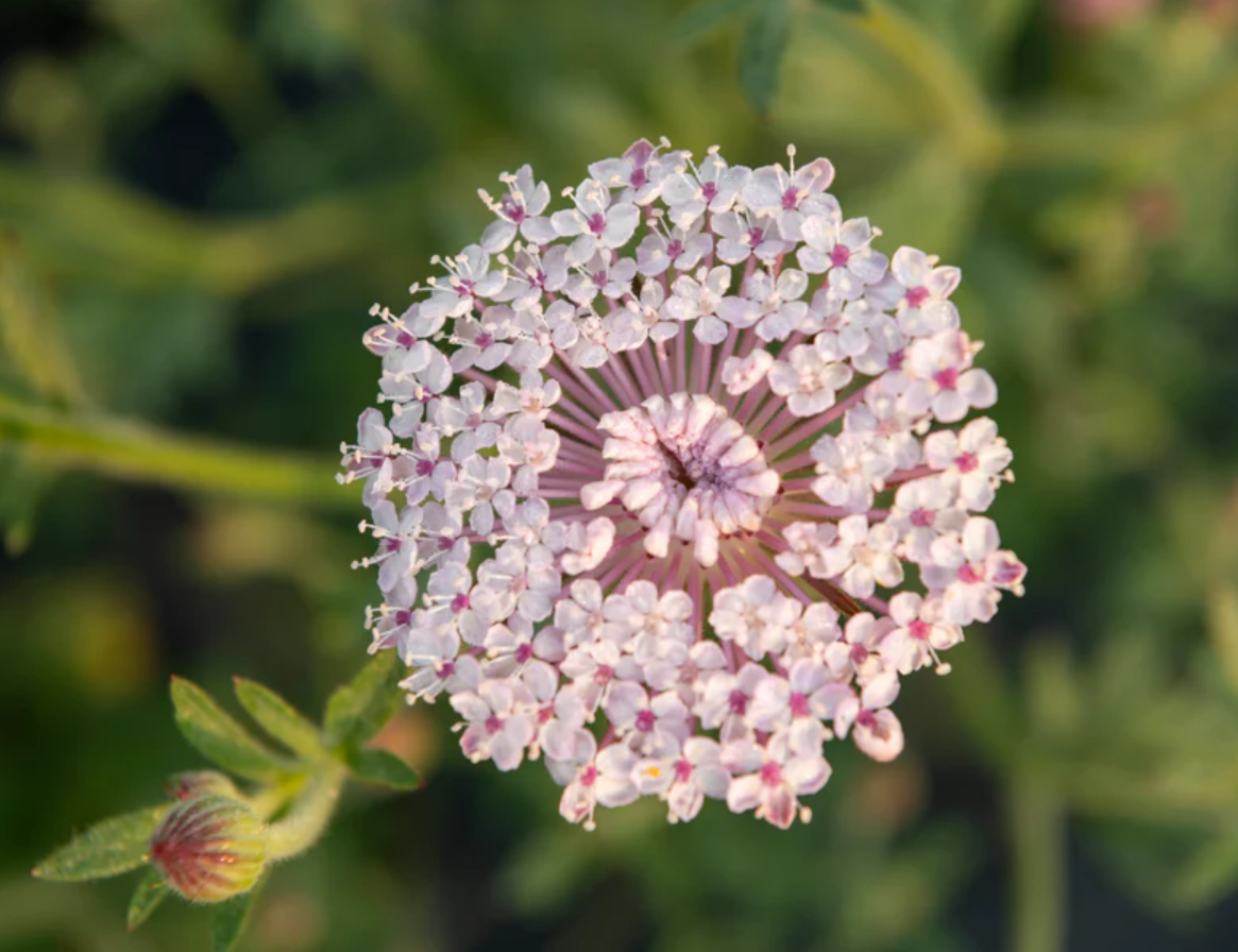 Lace Flower 'Lacy Pink'