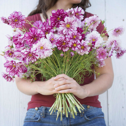 Cosmos 'Bi-Colour Violet'