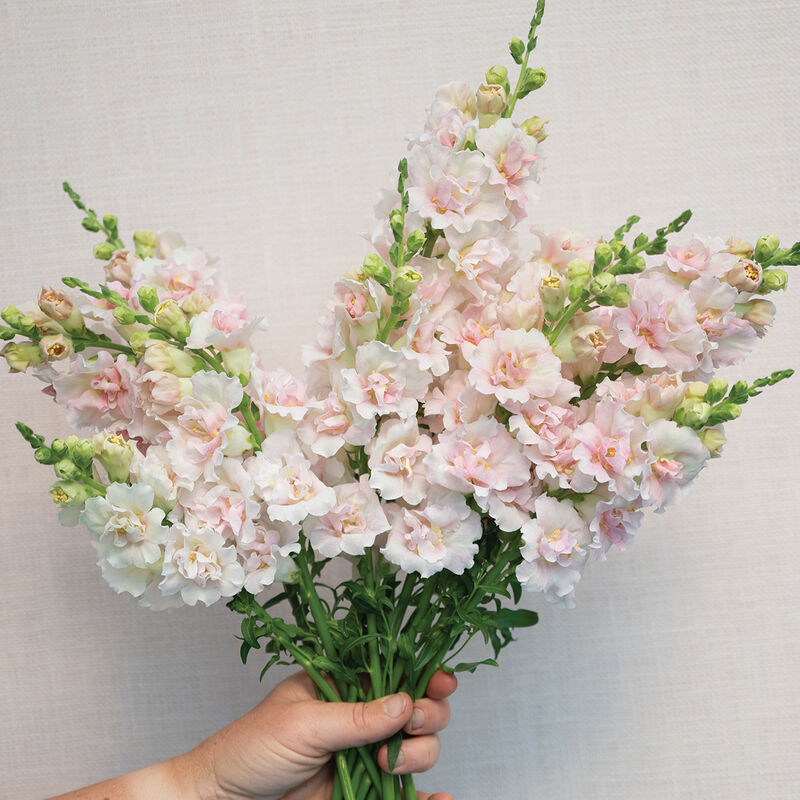 Snapdragon ' Double Frappe Light Pink 2'