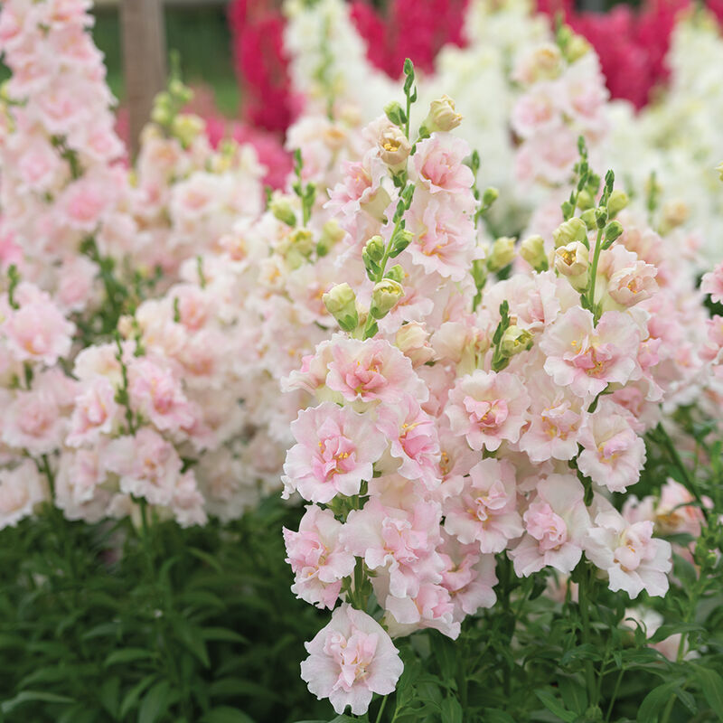 Snapdragon ' Double Frappe Light Pink 2'