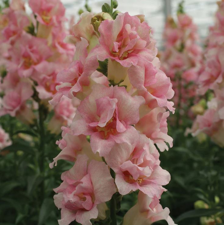 Snapdragon 'Doubleshot Mix'