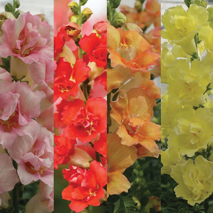 Snap Into Spring - Ultimate Snapdragon Flower Seed Collection