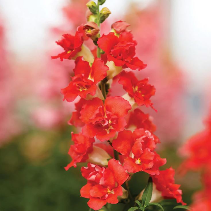 Snapdragon 'Doubleshot Mix'