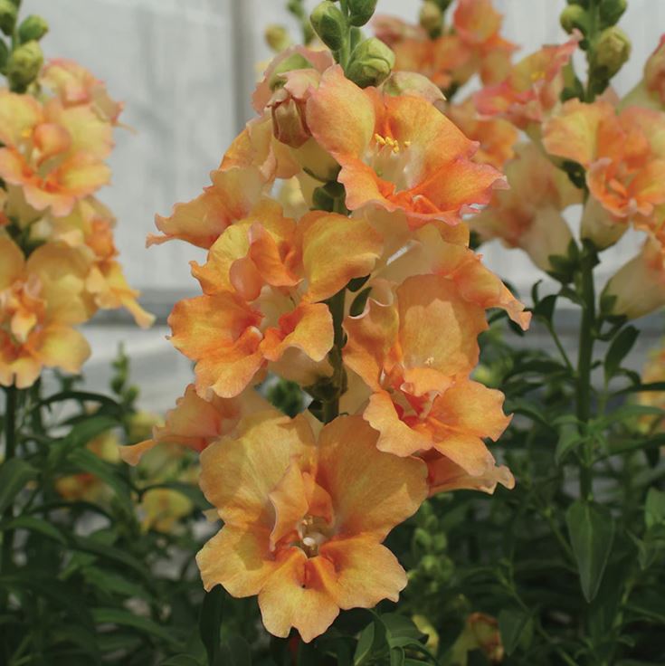 Snapdragon 'Doubleshot Mix'