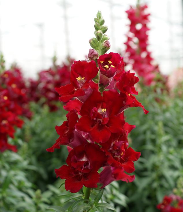 Snapdragon 'Doubleshot Mix'