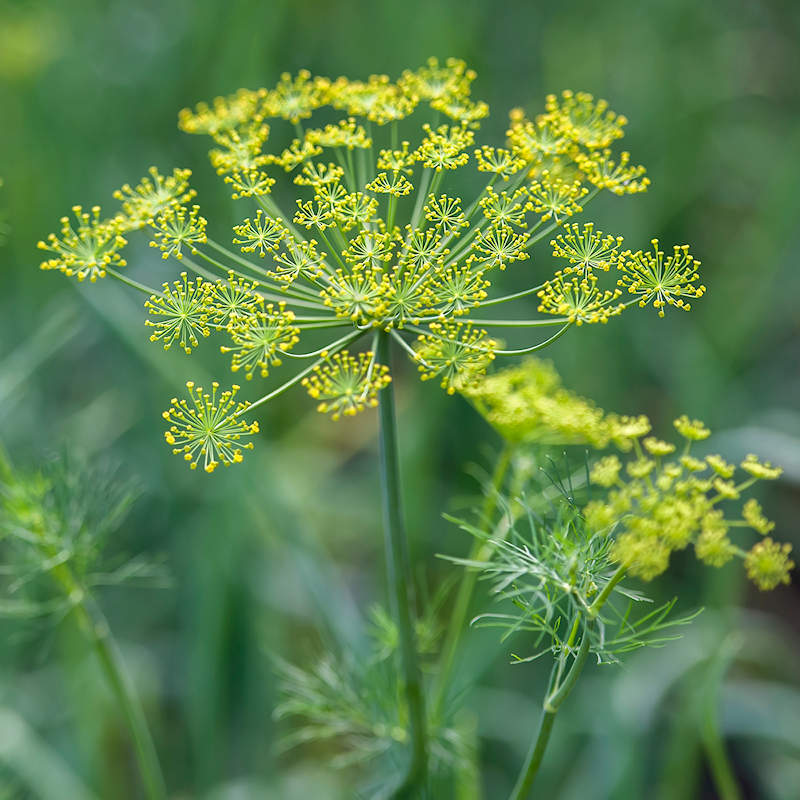 Herb 'Dukat Dill'