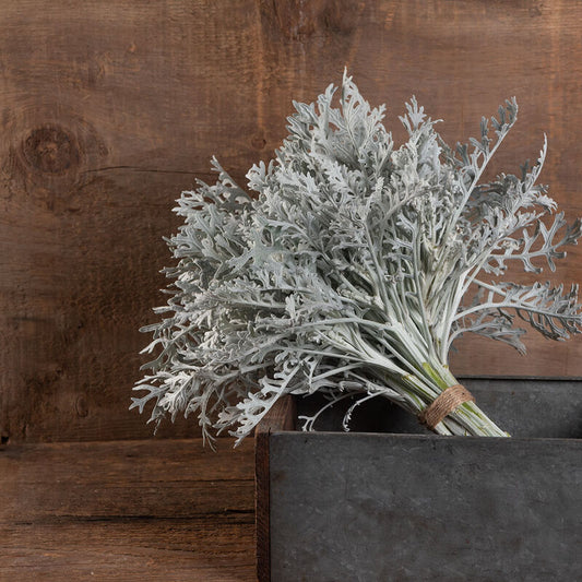 Dusty Miller 'Silverdust'