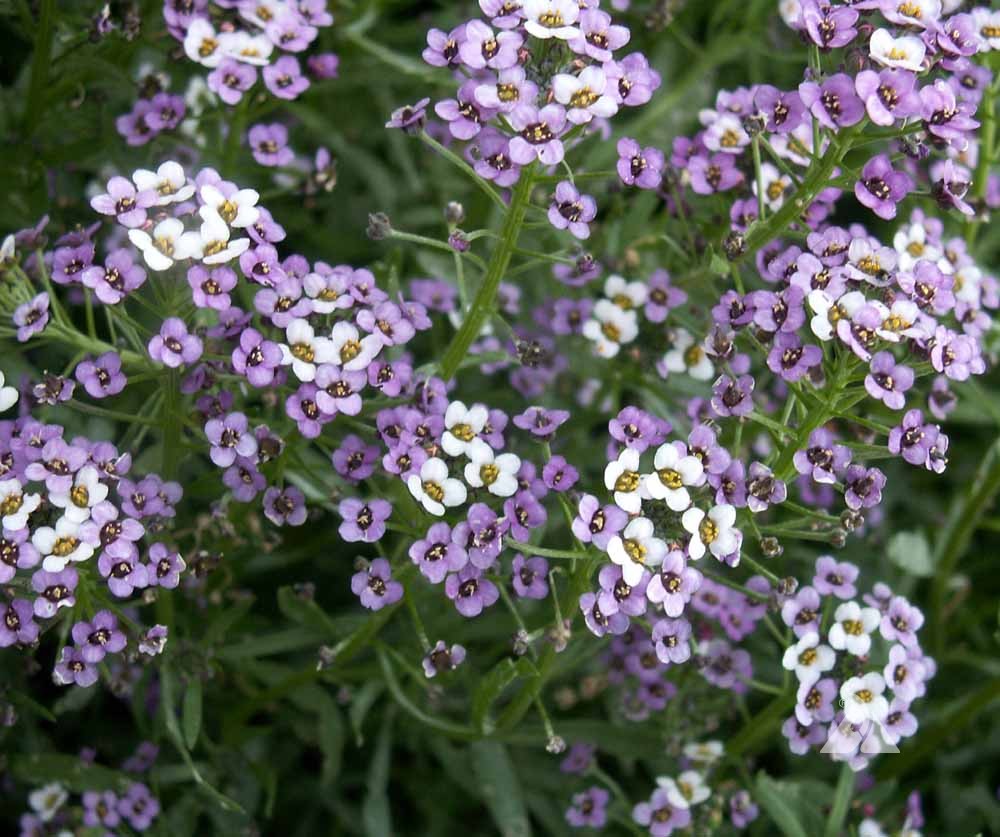 Alyssum 'Dwarf Purple'