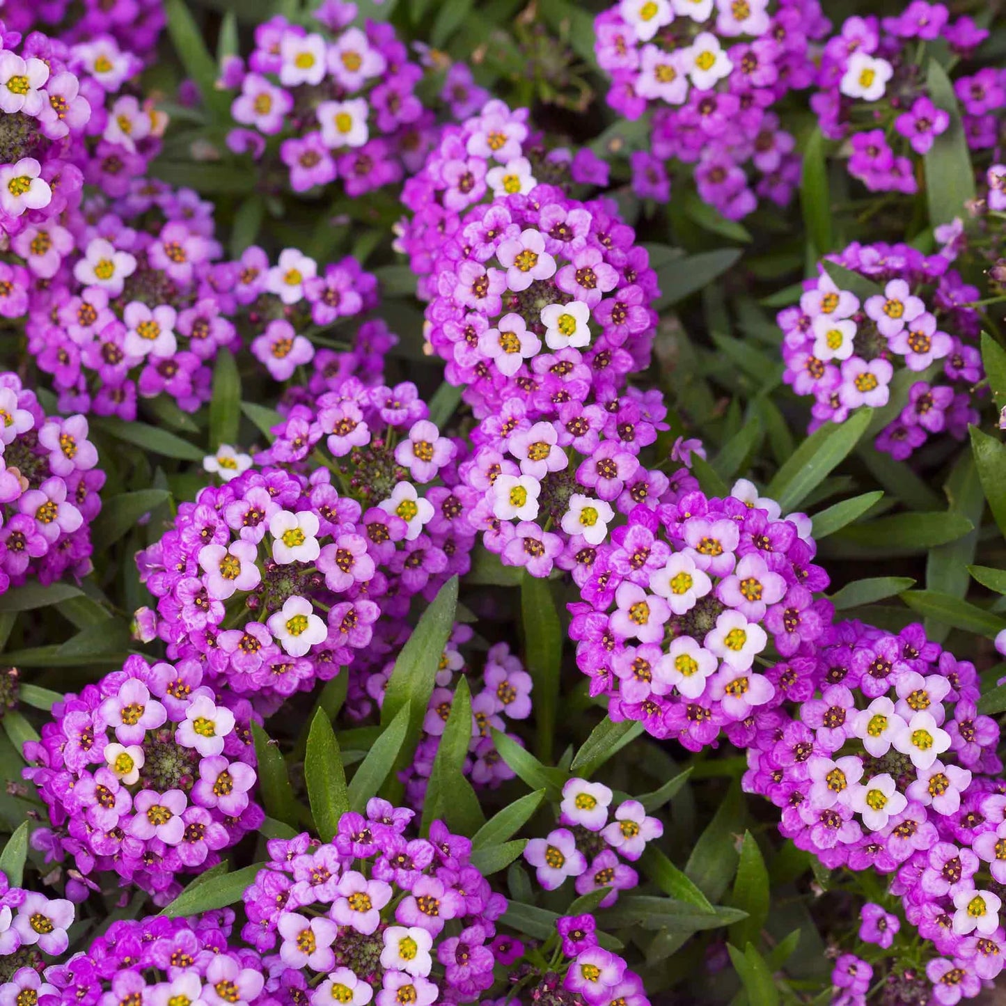 Alyssum 'Dwarf Purple'