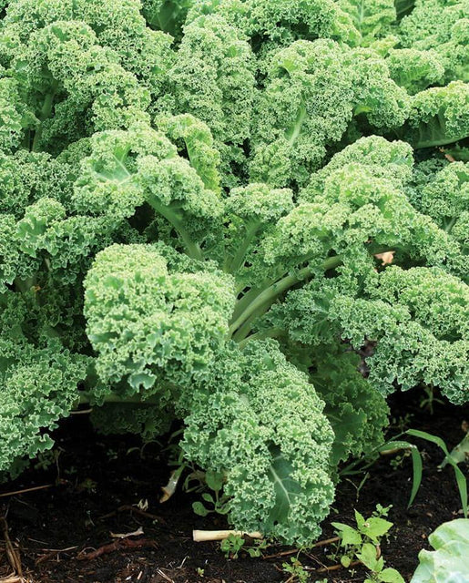 Kale 'Dwarf Curly Scotch'