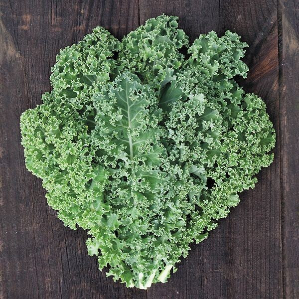 Kale 'Dwarf Curly Scotch'