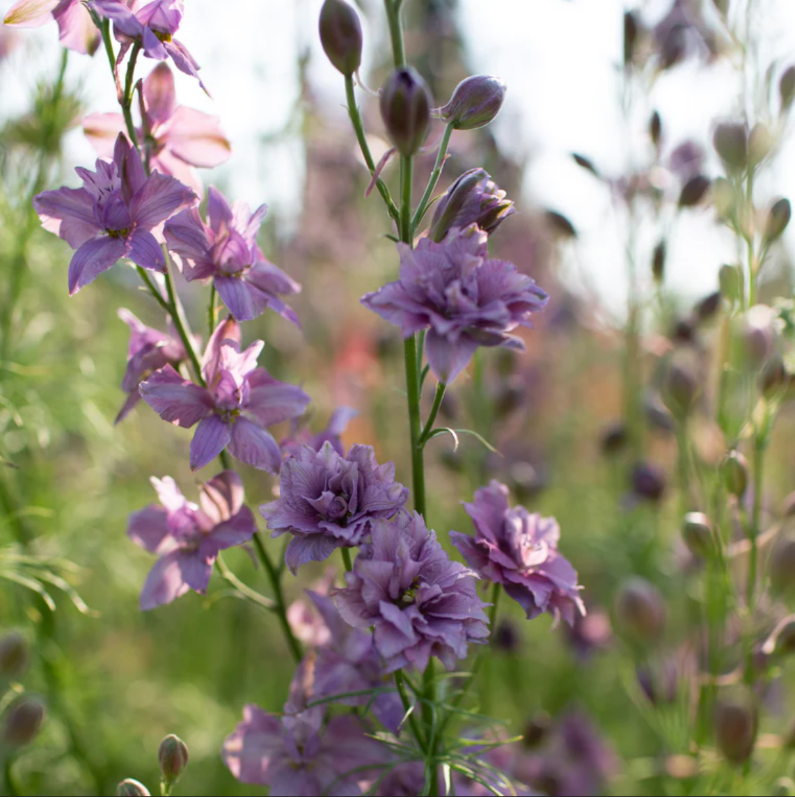 Violet Wonders - Purple Lovers Flower Seed Collection