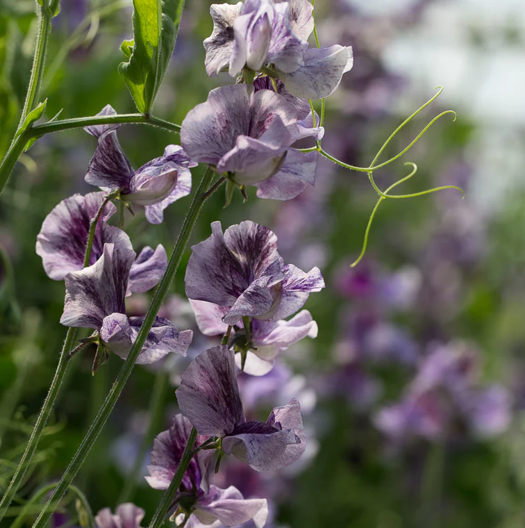 Sweet Pea 'Earl Grey'