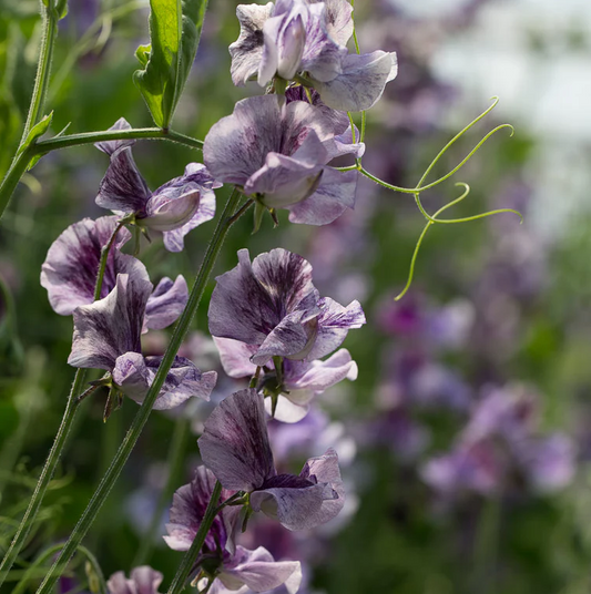 Sweet Pea 'Earl Grey'
