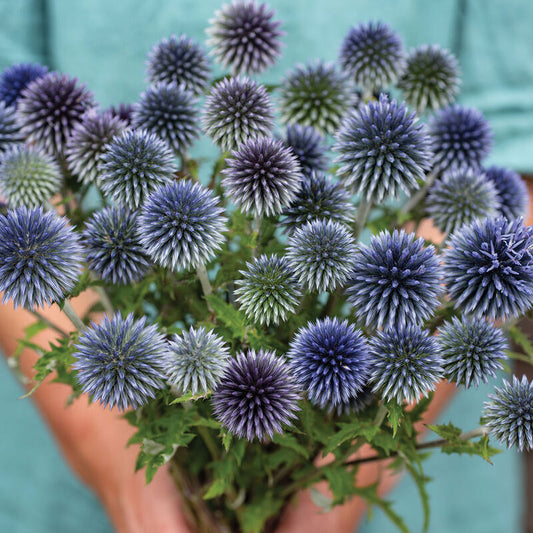 Echinops 'Globe Thistle'