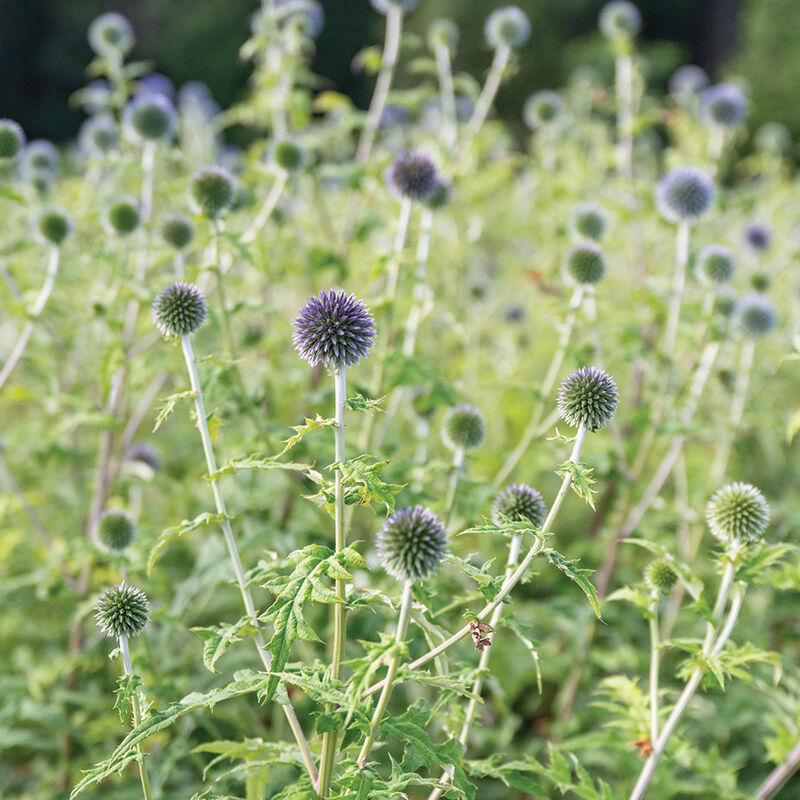 Echinops 'Globe Thistle'