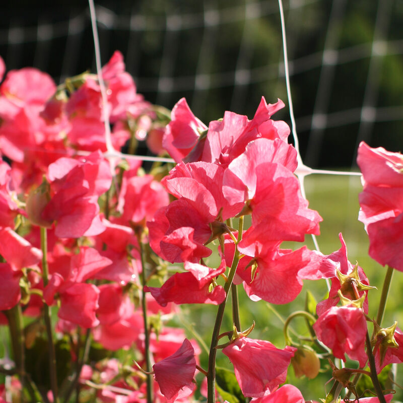 Sweet Pea 'Elegance Watermelon'