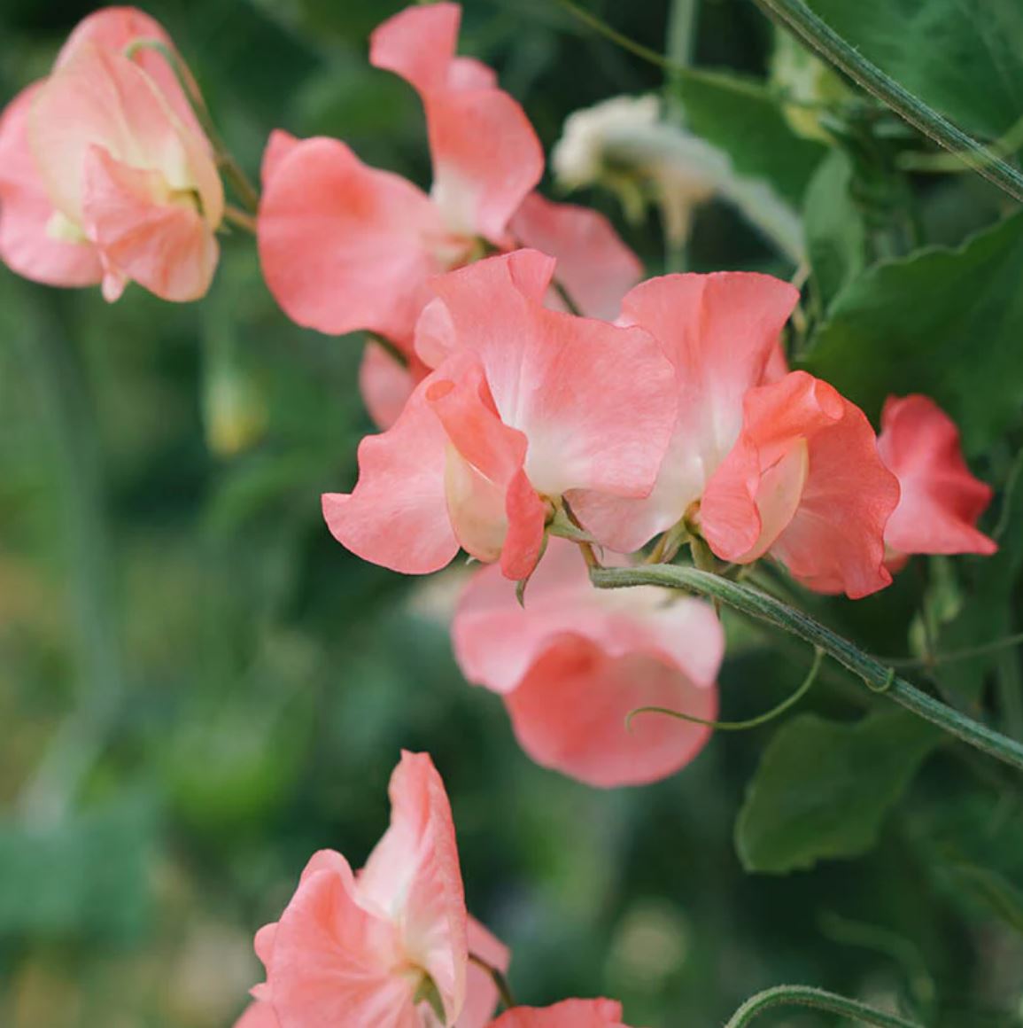 Sweet Pea 'Elegance Watermelon'