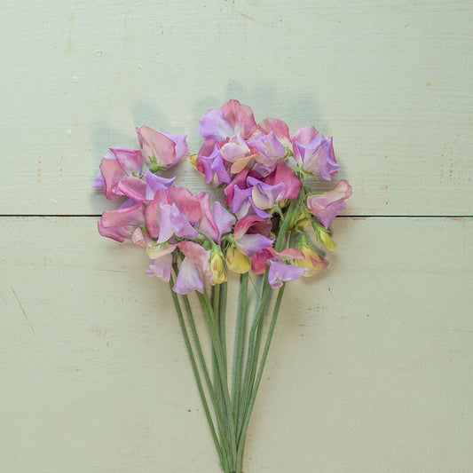 Sweet Pea 'Enchante'