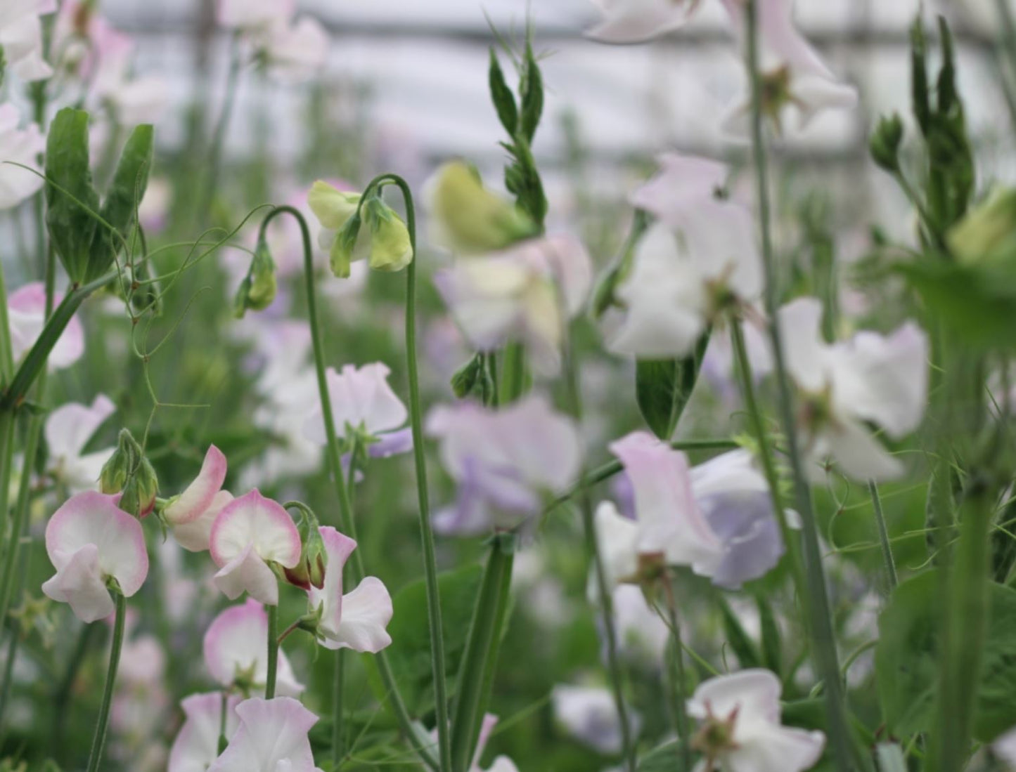 Sweet Pea 'Enchante'