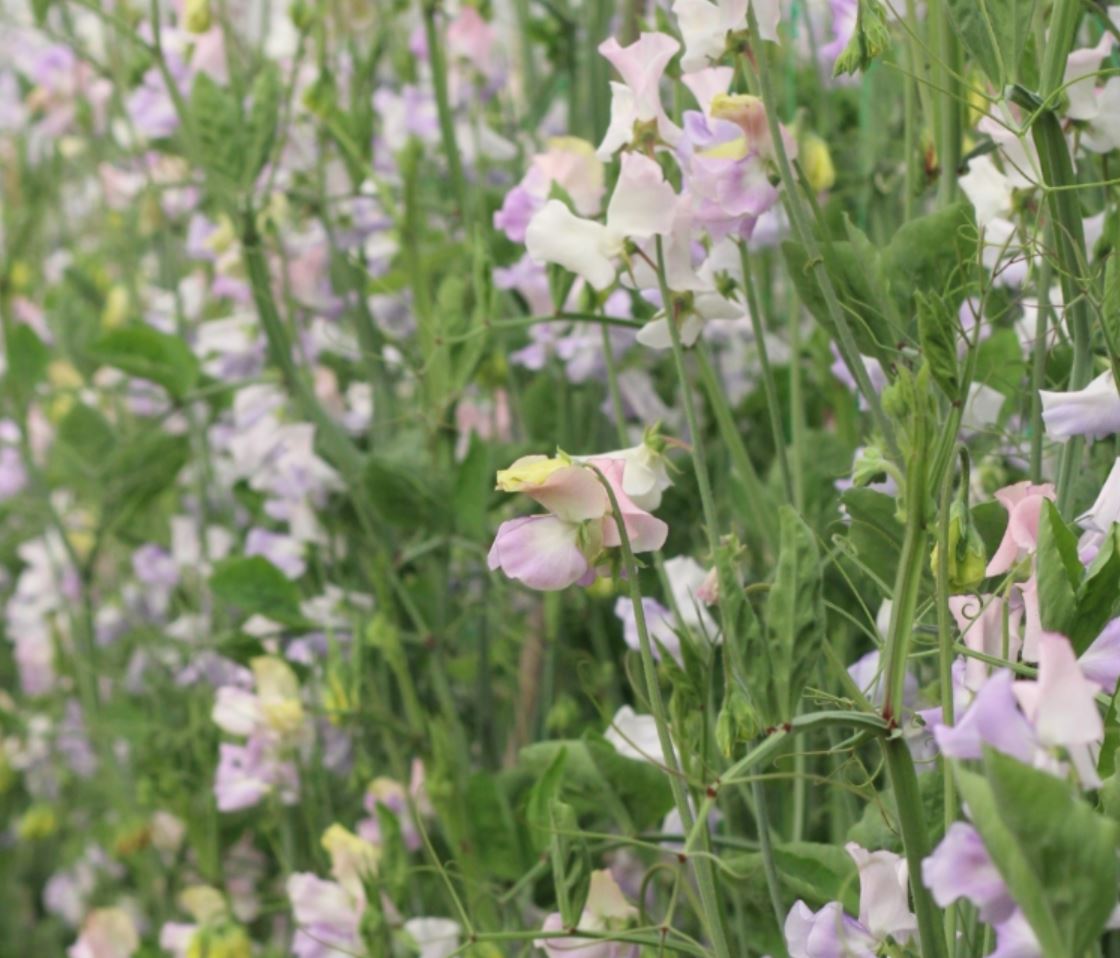 Sweet Pea 'Enchante'