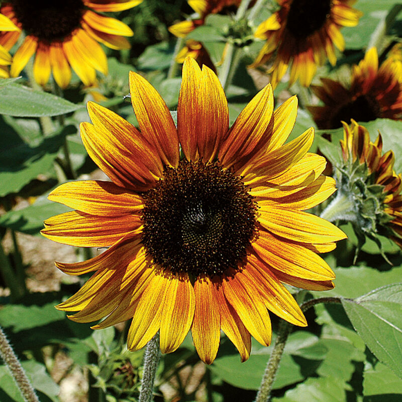 Sunflower 'Firecracker'