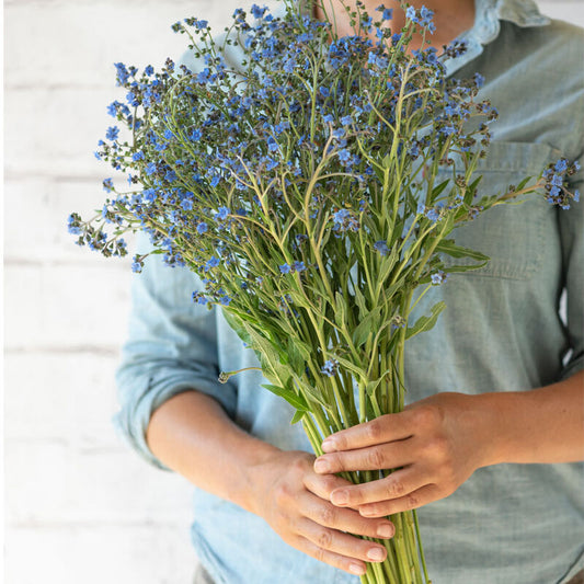 Chinese Forget-Me-Not 'Firmament'