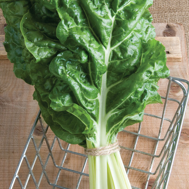 Swiss Chard 'Fordhook Giant'