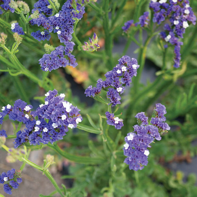 Statice 'Forever Blue'