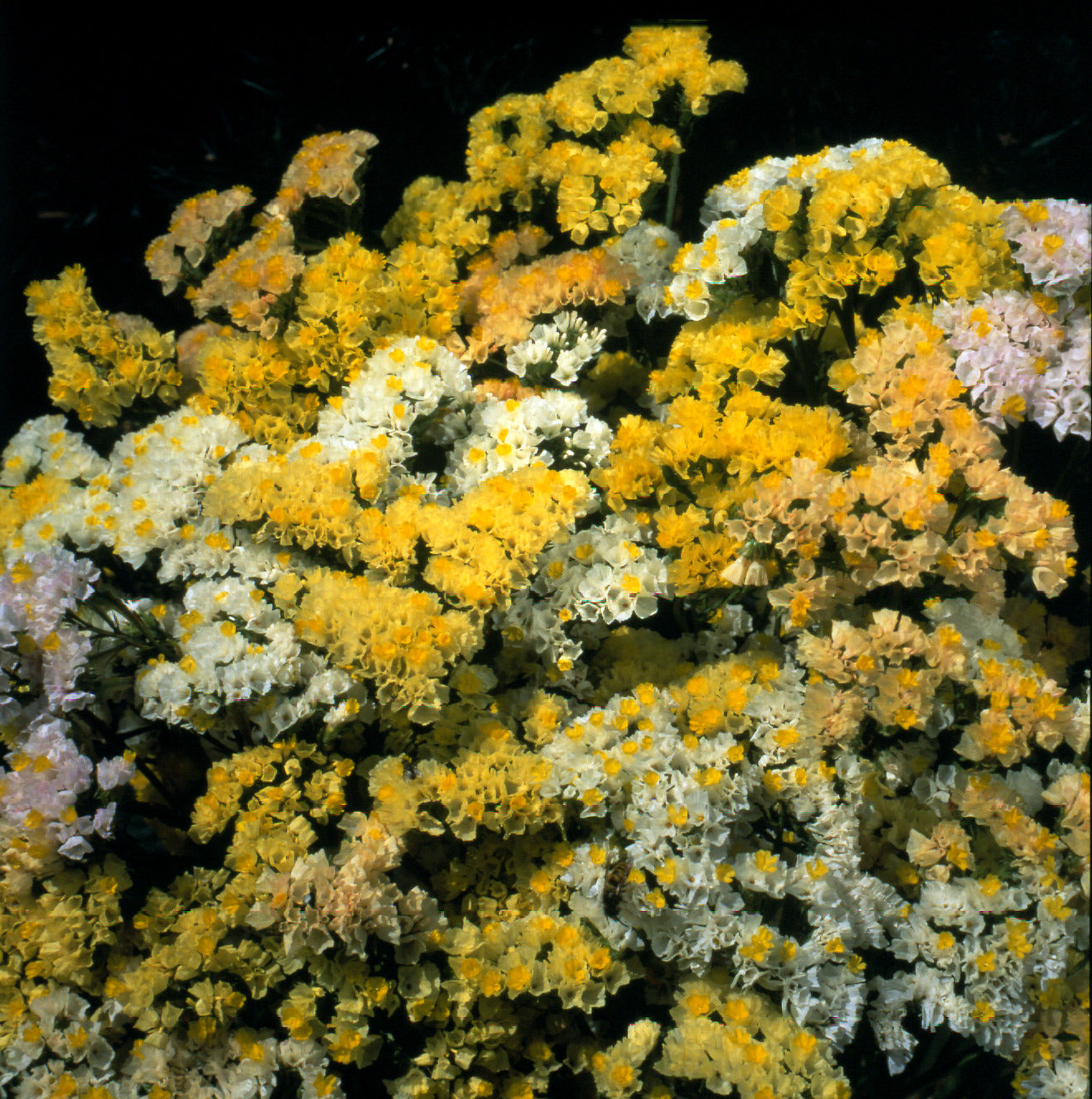 Statice 'Forever Moonlight'