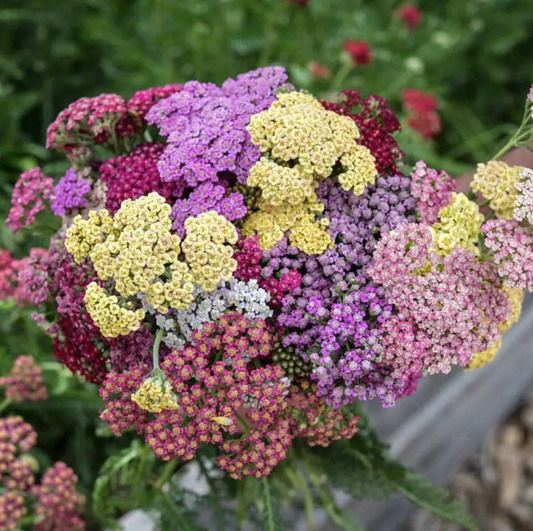 Yarrow 'Fruit Bowl Mix'