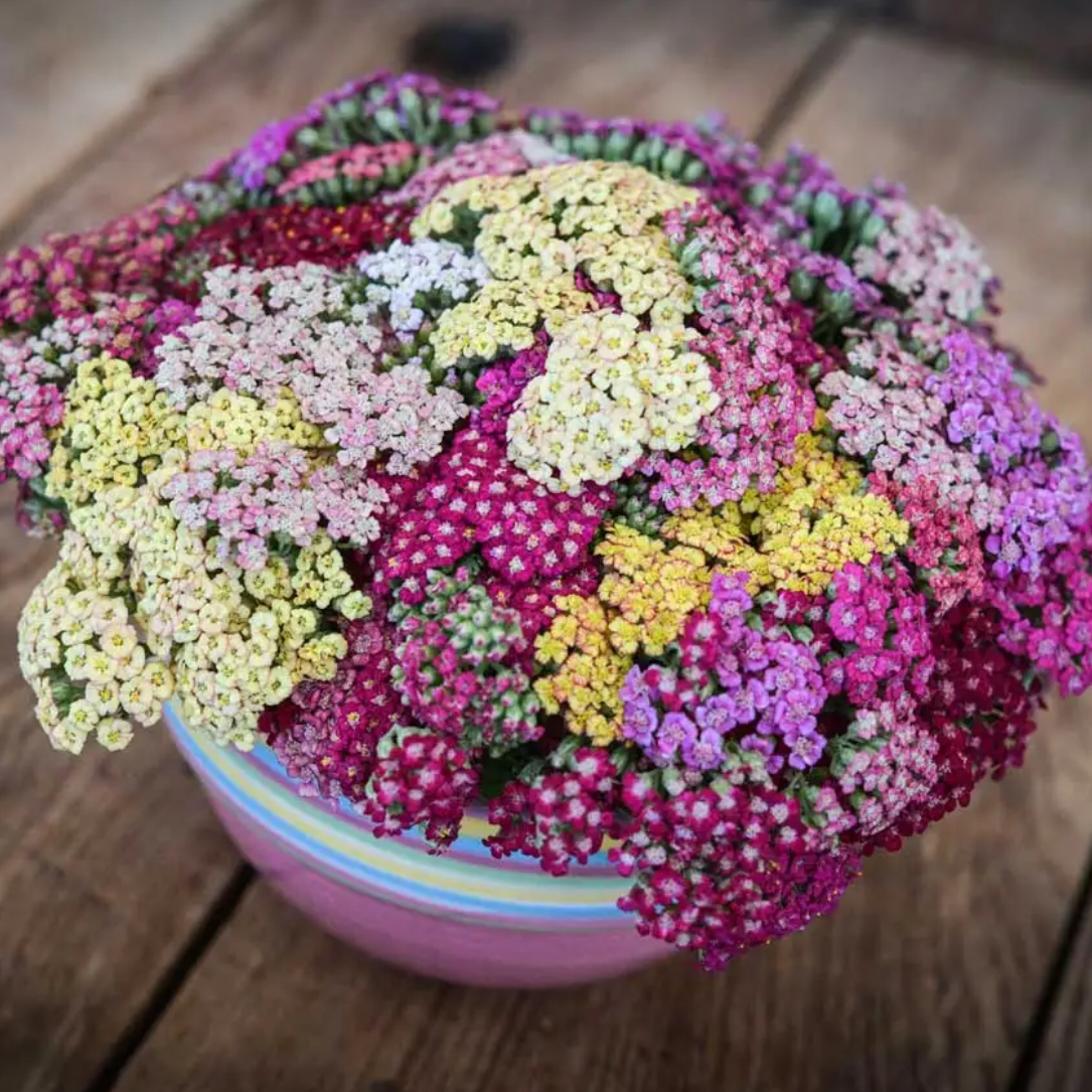 Yarrow 'Fruit Bowl Mix'