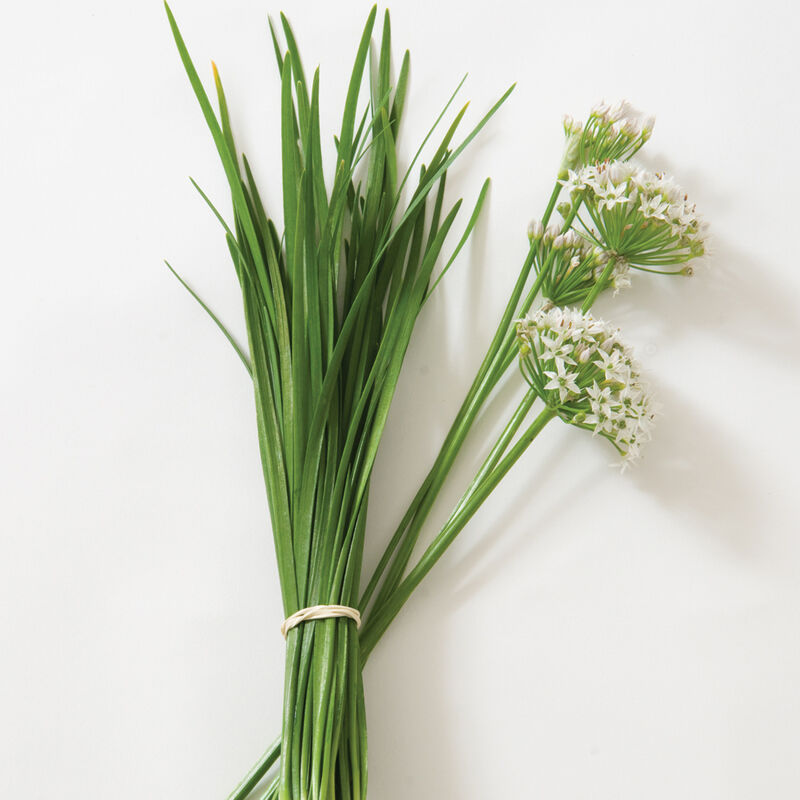 Herb 'Garlic Chives'