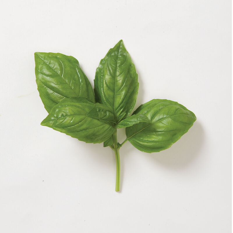 Herb 'Genovese Basil'