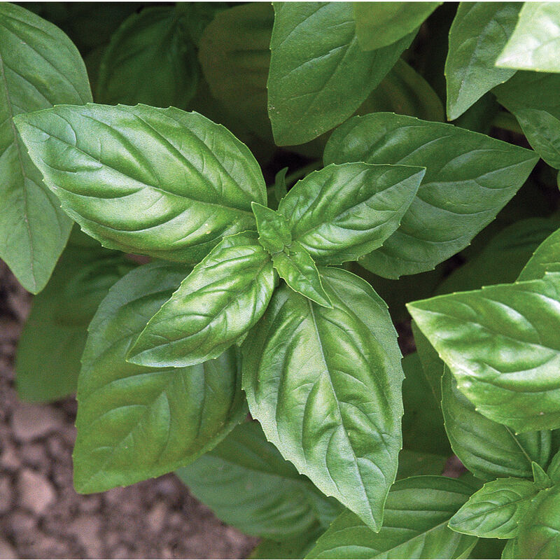 Herb 'Genovese Basil'