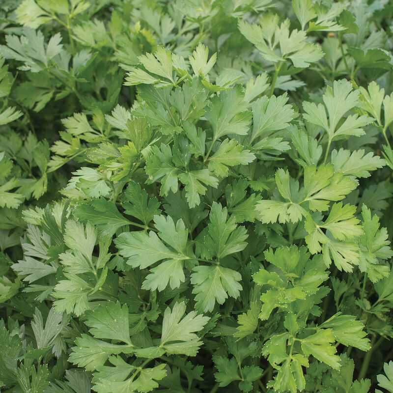 Herb 'Italian Parsley'