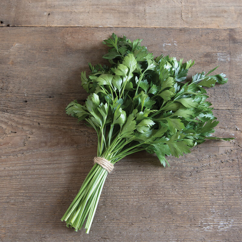 Herb 'Italian Parsley'