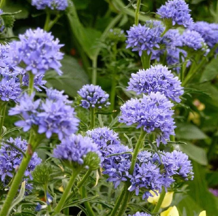 Pollinator 'Globe Gilia '