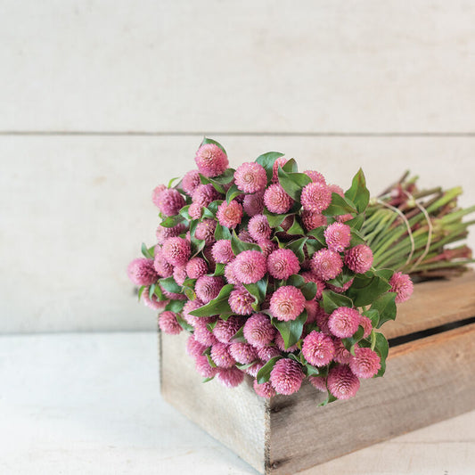 Gomphrena 'Raspberry Cream'